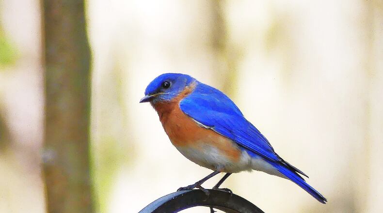 Watching birds, such as this Eastern bluebird in a DeKalb County yard, can have health benefits for mind and body, including lowering depression, anxiety and stress. CONTRIBUTED BY CHARLES SEABROOK