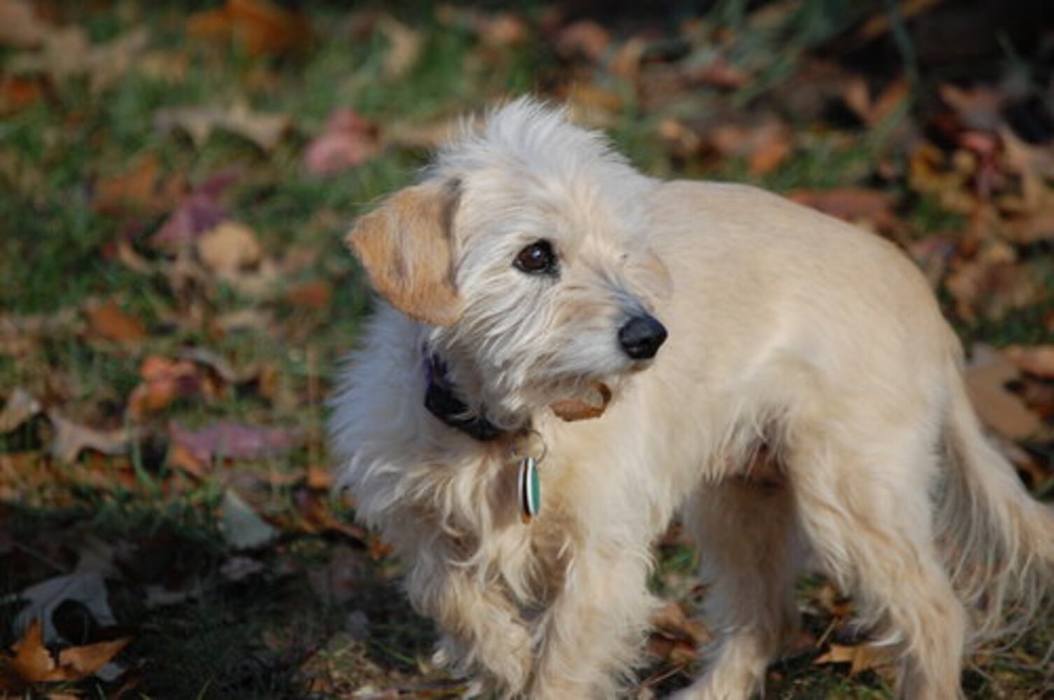 T.G.I.F.: Atlanta's Smiling Pets 54