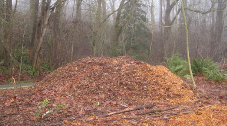 Arborist wood chips are an ideal mulch under trees. A nine-inch layer prevents weeds, conserves moisture, and feeds the tree its nutrients as it breaks down. Courtesy of Walter Reeves