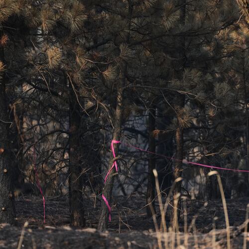 A burned section of trees is marked with pink tape Tuesday, Aug. 4, 2026, in an area near the origin point of the Old Trails Fire, after a man was arrested, suspected of starting the wildfire in Spokane, Wash. (AP Photo/Lindsey Wasson)