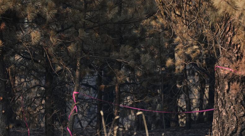 A burned section of trees is marked with pink tape Tuesday, Aug. 4, 2026, in an area near the origin point of the Old Trails Fire, after a man was arrested, suspected of starting the wildfire in Spokane, Wash. (AP Photo/Lindsey Wasson)
