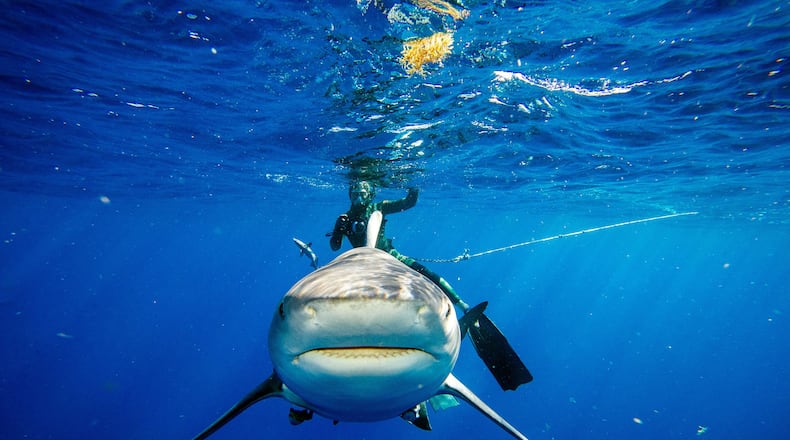 A bull shark inspects a photographer, coming close to the camera, during a shark dive off the coast of Jupiter, Fla., on Feb. 12, 2022. (Joseph Prezioso/AFP/Getty Images/TNS)