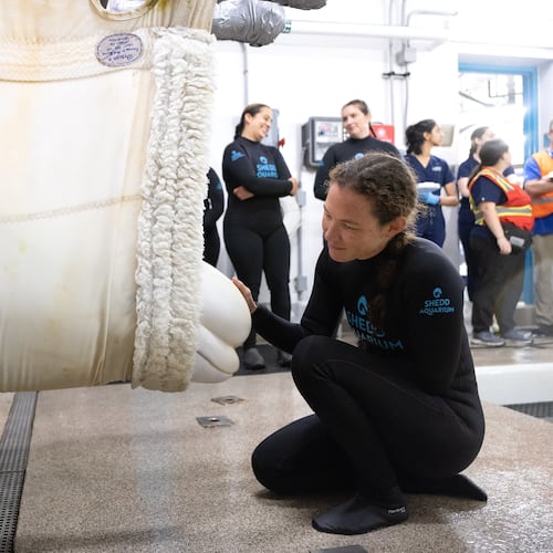 This photo provided by the Shedd Aquarium shows a rescued beluga whale arriving, Aug. 13, 2026, at the Shedd Aquarium in Chicago. (Gavin Wright/Shedd Aquarium via AP)