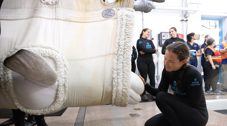 This photo provided by the Shedd Aquarium shows a rescued beluga whale arriving, Aug. 13, 2026, at the Shedd Aquarium in Chicago. (Gavin Wright/Shedd Aquarium via AP)