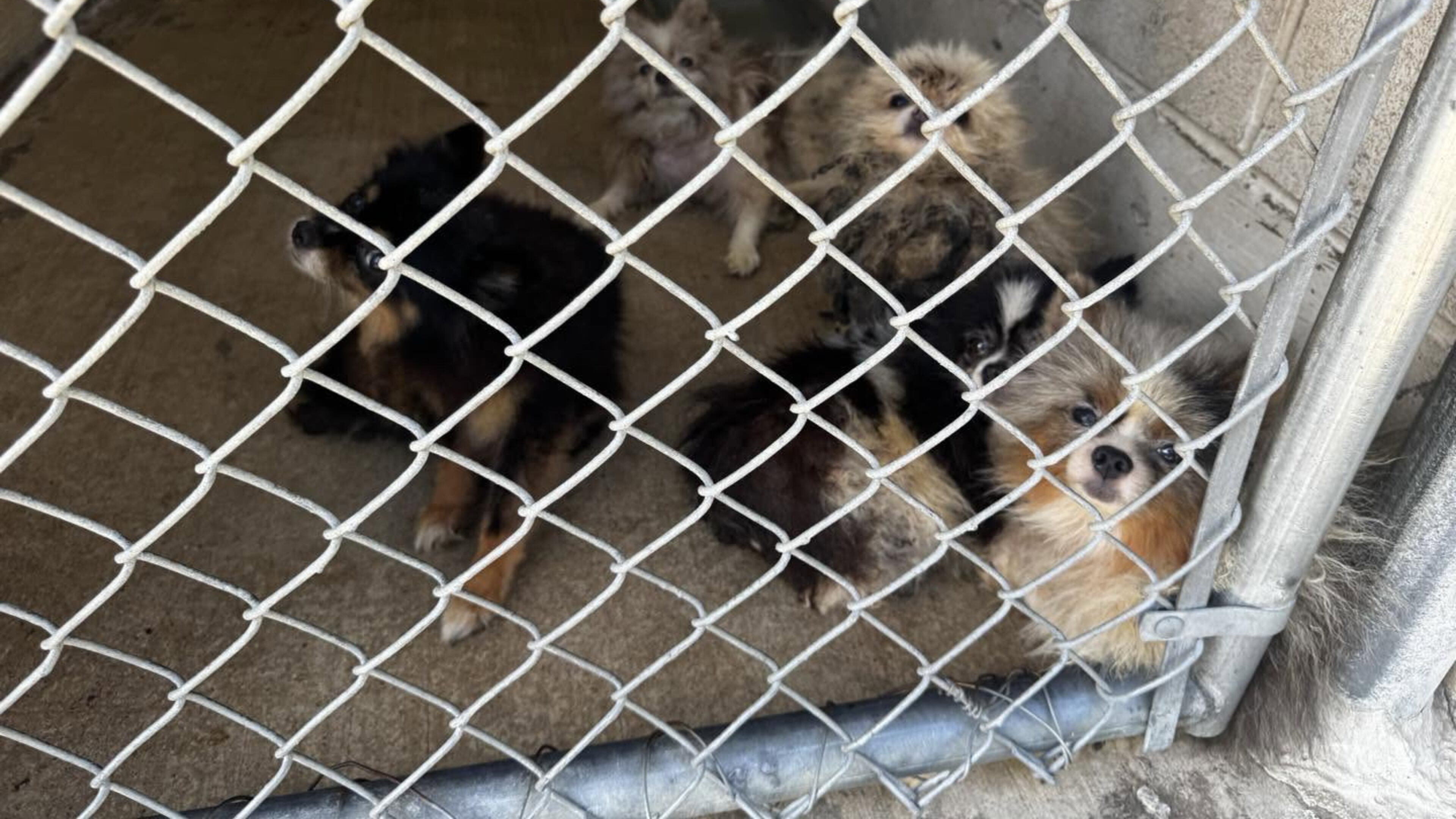 These dogs, rescued from a home in North Georgia, are just a few sent to shelters in Catoosa and surrounding counties. (Courtesy of Catoosa County Animal Control)