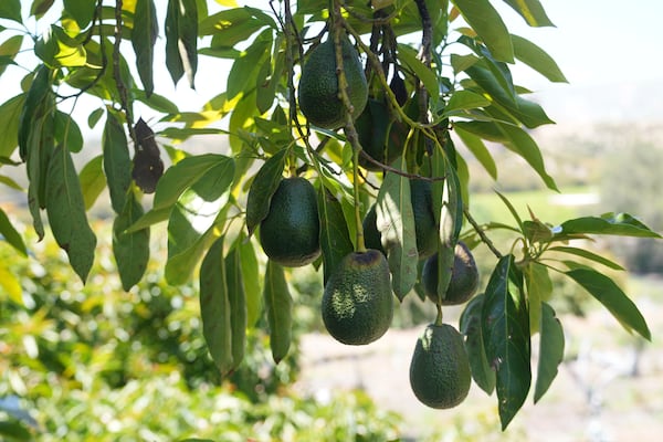 Avocados grow at Ridgecrest Avocados in Somis, Calif., on Thursday, May 15, 2025. (AP Photo/Damian Dovarganes)