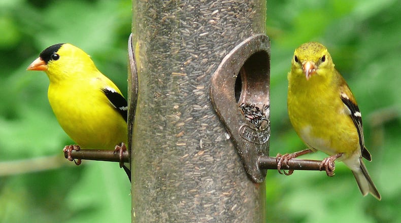A male (left) and a female American goldfinch visit a thistle feeder. The male goldfinch undergoes a striking color change in early spring for its breeding season. Its plumage transforms from a dull, drab brown into a vibrant, lemon yellow color. KEN THOMAS/WIKIPEDIA COMMONS