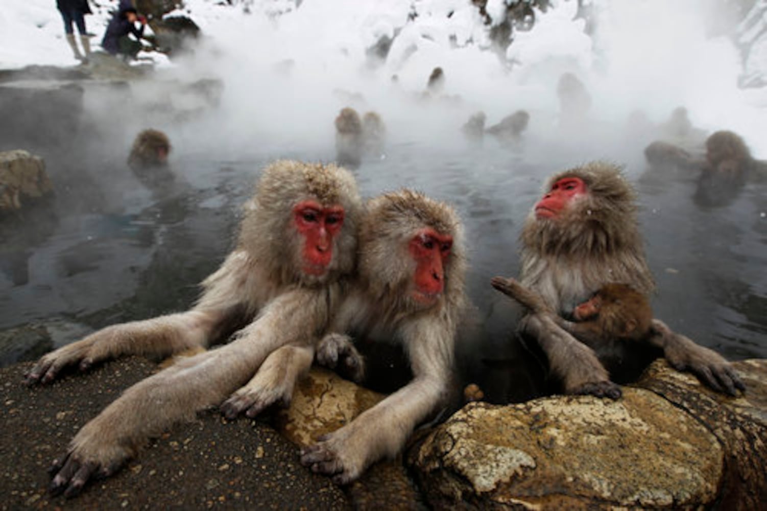 Snow monkey 'spa' a hot tourist spot