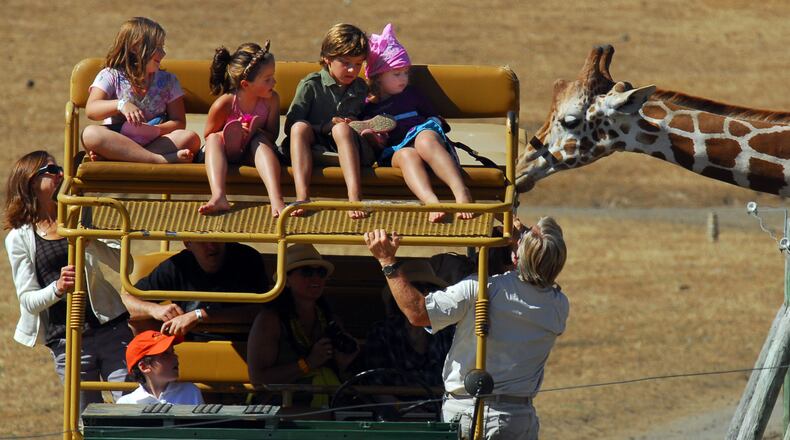 Tour guide Richard Horgan introduces some guests to one of the many giraffes at Safari West as it stretches its long neck to get a closer look. (Susan Tripp Pollard/Bay Area News Group/TNS)