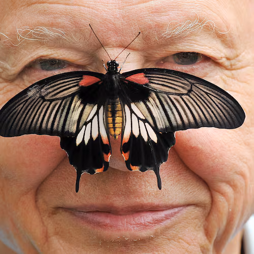 FILE - Butterfly Conservation President Sir David Attenborough poses for a photo with a south east Asian Great Mormon Butterfly on his nose, as he launches the Big Butterfly count at London Zoo, July 11, 2012. (John Stillwell/PA via AP, File)