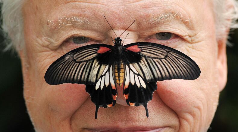 FILE - Butterfly Conservation President Sir David Attenborough poses for a photo with a south east Asian Great Mormon Butterfly on his nose, as he launches the Big Butterfly count at London Zoo, July 11, 2012. (John Stillwell/PA via AP, File)