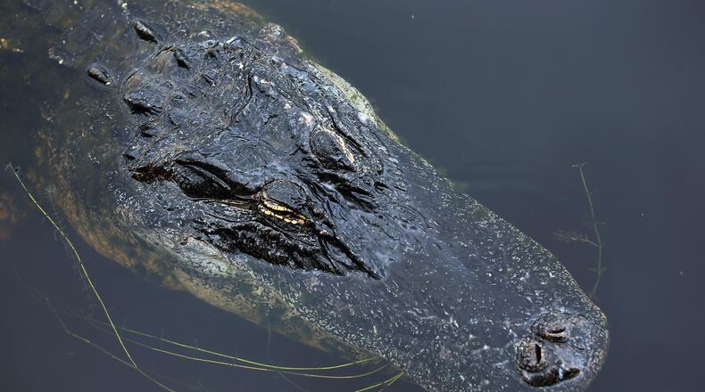 Residents in north Florida were startled to see an alligator  roaming on school grounds Sunday.