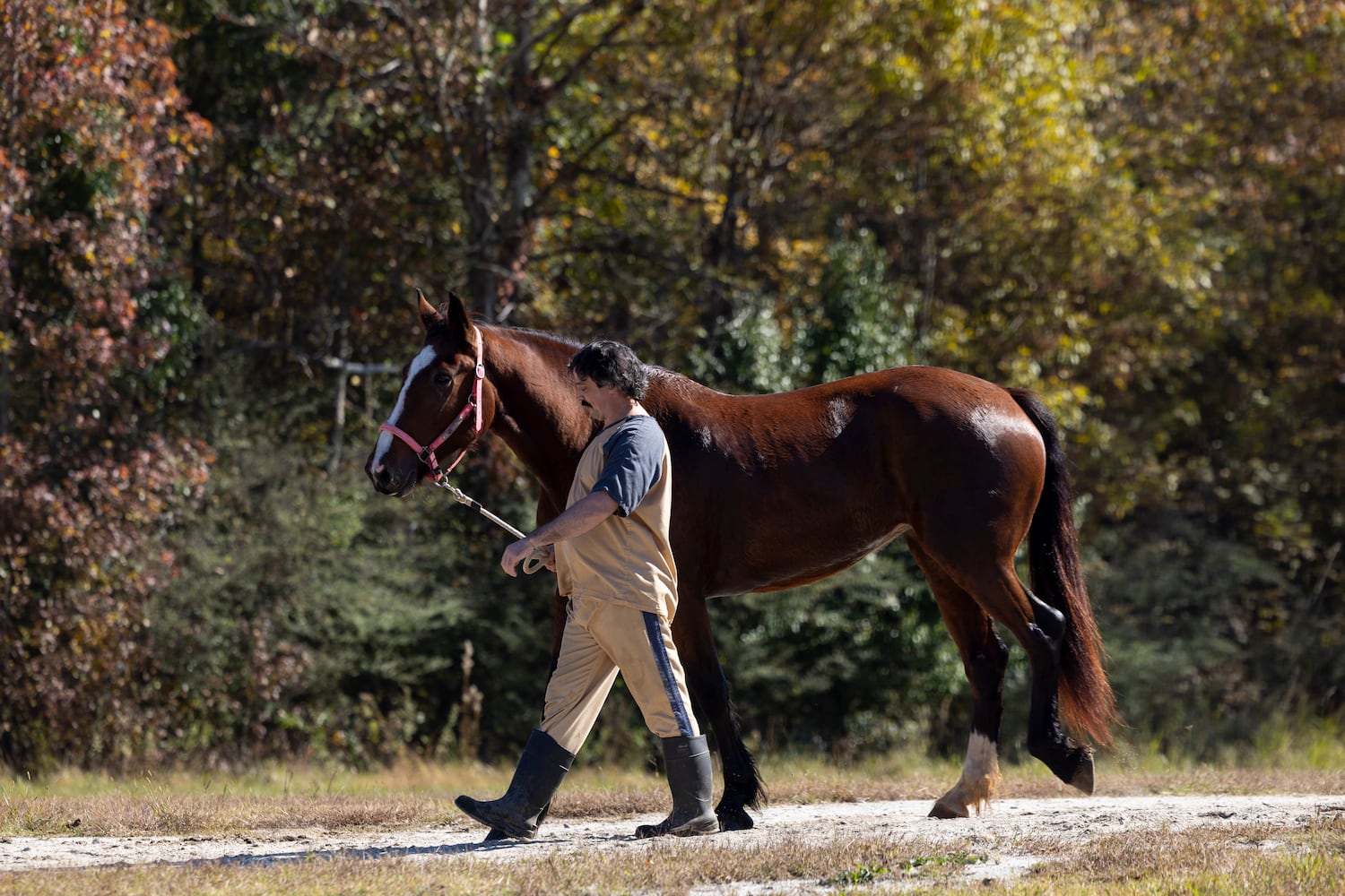 aajc 110625 anx cobb so equine