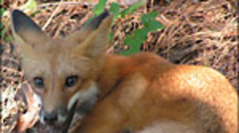 Rabies cases in Henry County are significantly lower in 2016 than last year, according to a report at a recent Board of Commissioners meeting.