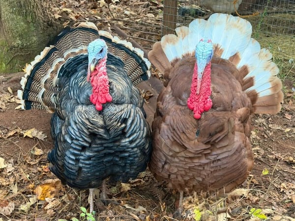 Jake and Tom will receive a Thanksgiving pardon by Georgia officials today. Disclaimer: we're not sure which is which. (Courtesy photo)