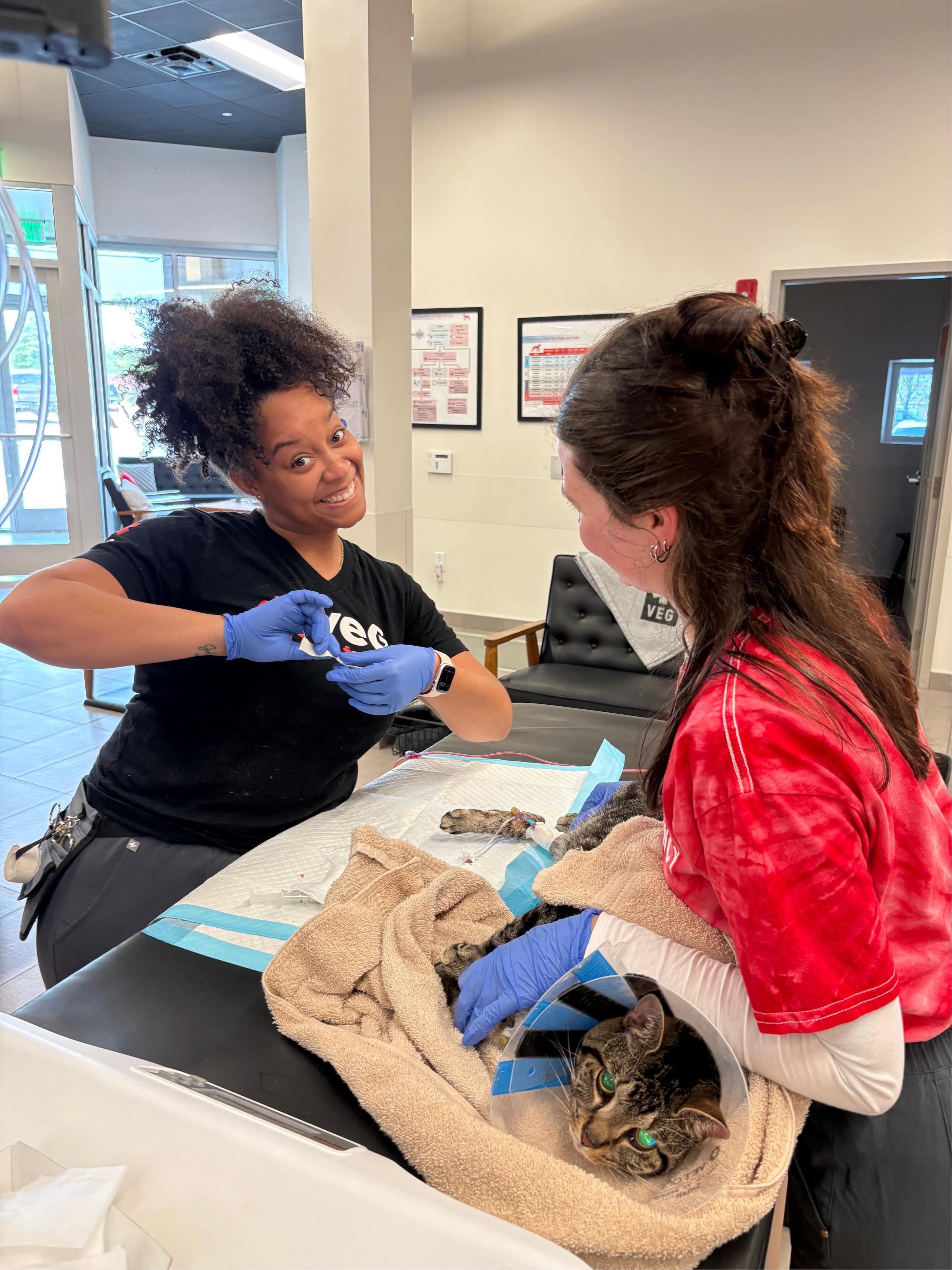 VEG ER for Pets Snellville medical director Dr. Jessica Corley — an ER specialist veterinarian — smiles for the camera as she treats a feline patient. (Courtesy of Dr. Jessica Corley/VEG ER for Pets Snellville)
