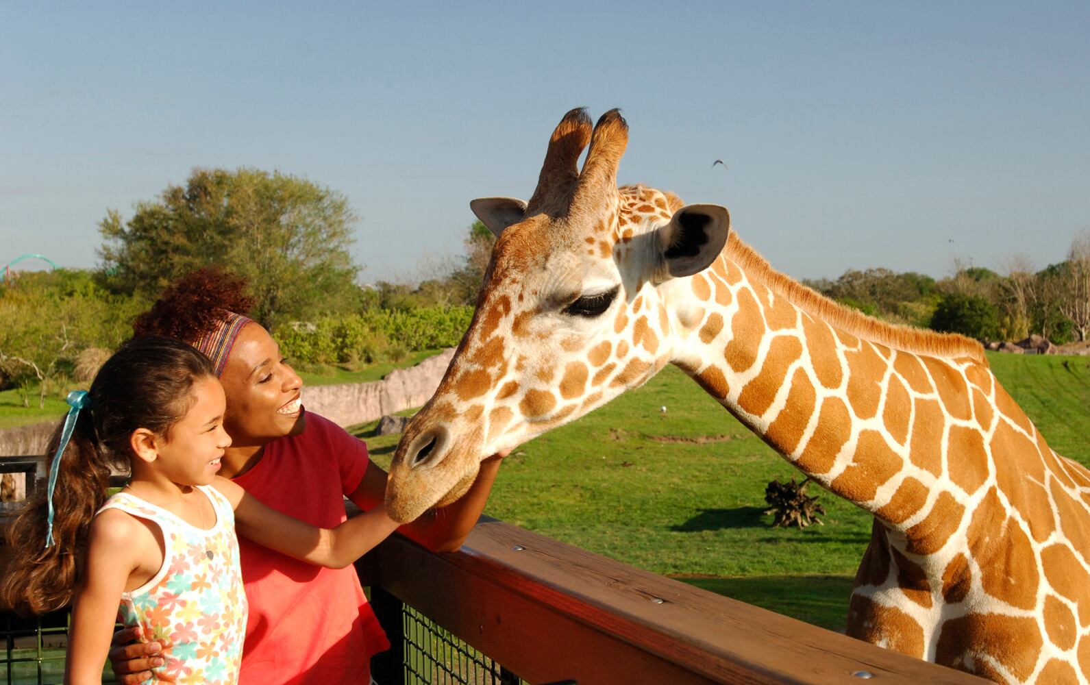 Busch Gardens in Tampa