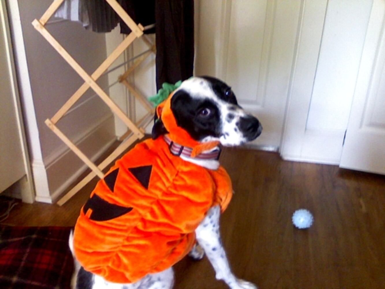 2007 Halloween Pets: Part 1