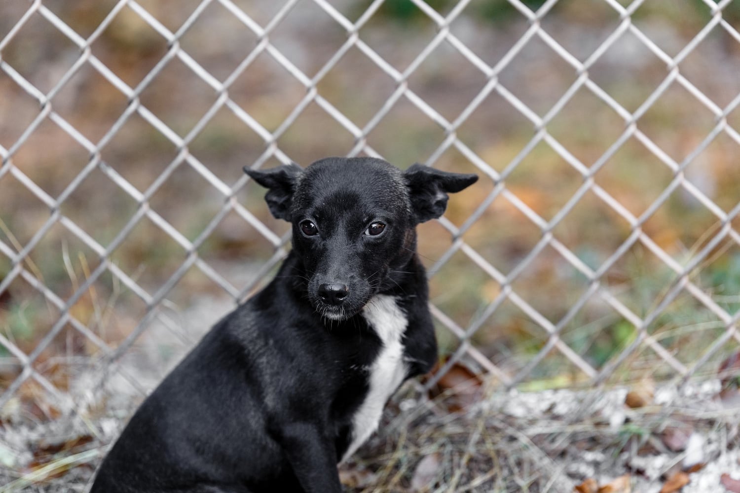 Adoptable Friends from PAWS Atlanta