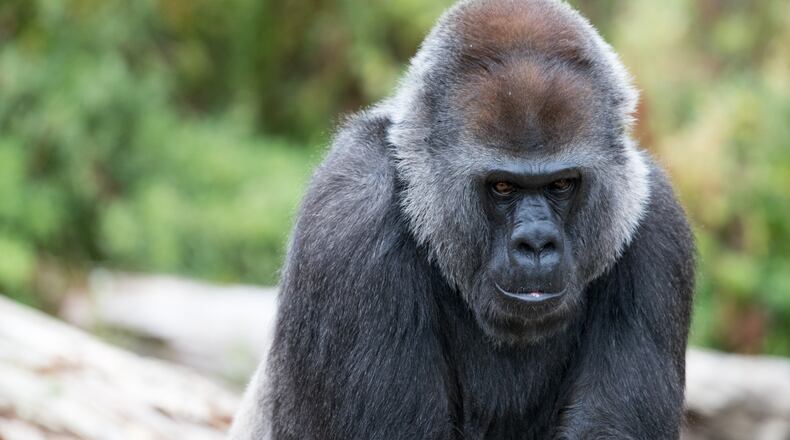 An adult gorilla at the zoo in Bristol, England. Gorillas are one of the species of primates at risk for extinction, according to a new study.