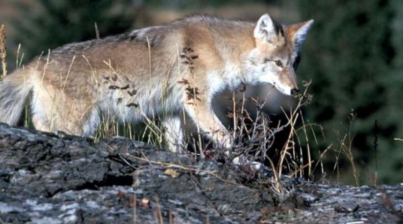 Georgia DNR is encouraging hunters to kill coyotes.