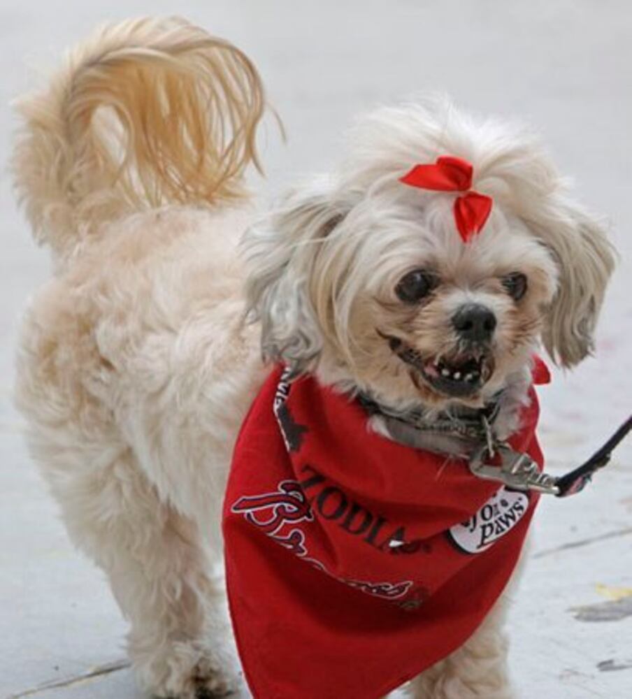 Dog days already? Bark in the Park at Turner Field