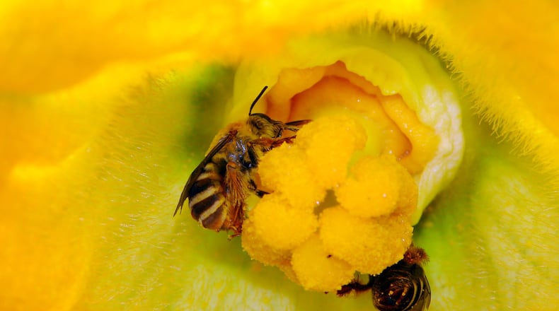 The squash bee shown here is one of Georgia’s 532 species of native bees. While the non-native honeybee understandably gets most of the praise for pollinating crops and orchards, native bees also are important pollinators. (U.S. Department of Agriculture)