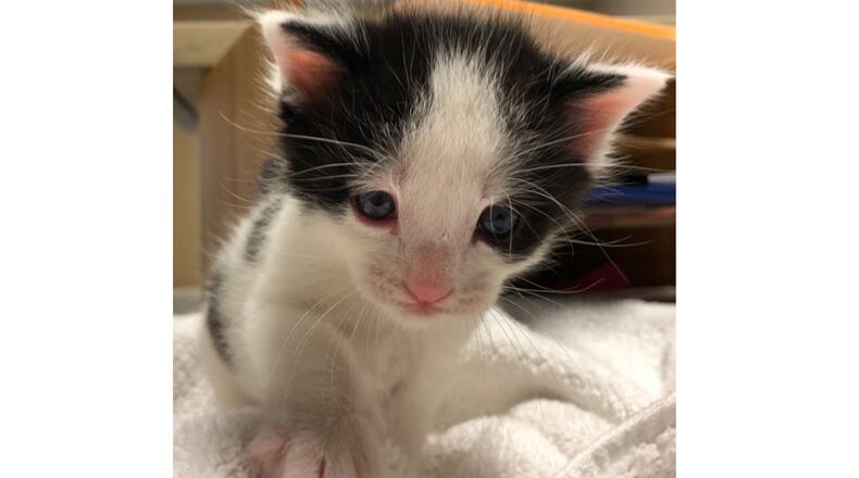“Kitten season” is here, and the Forsyth County Animal Shelter seeks donations of supplies and volunteers to foster young felines. FORSYTH COUNTY ANIMAL SHELTER via Facebook