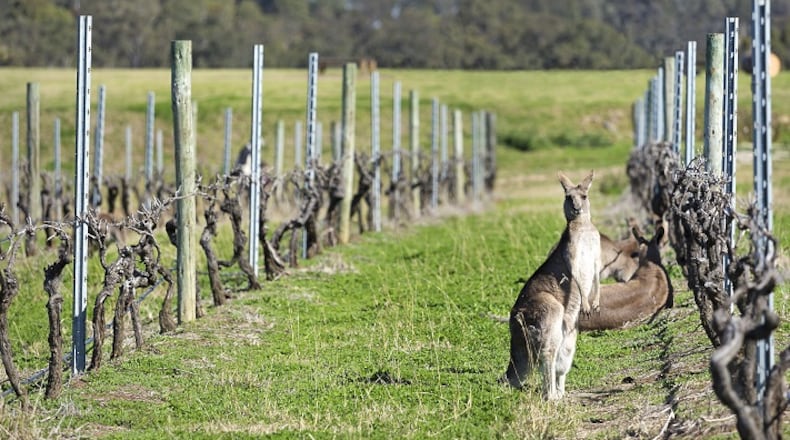 Kangaroos show up in some Australian vineyards, as well as on thousands of wine labels. (Davide Lo Dico/Dreamstime/TNS)