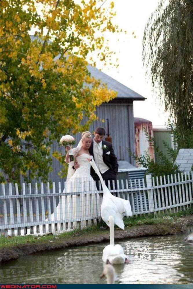 Funny wedding photos