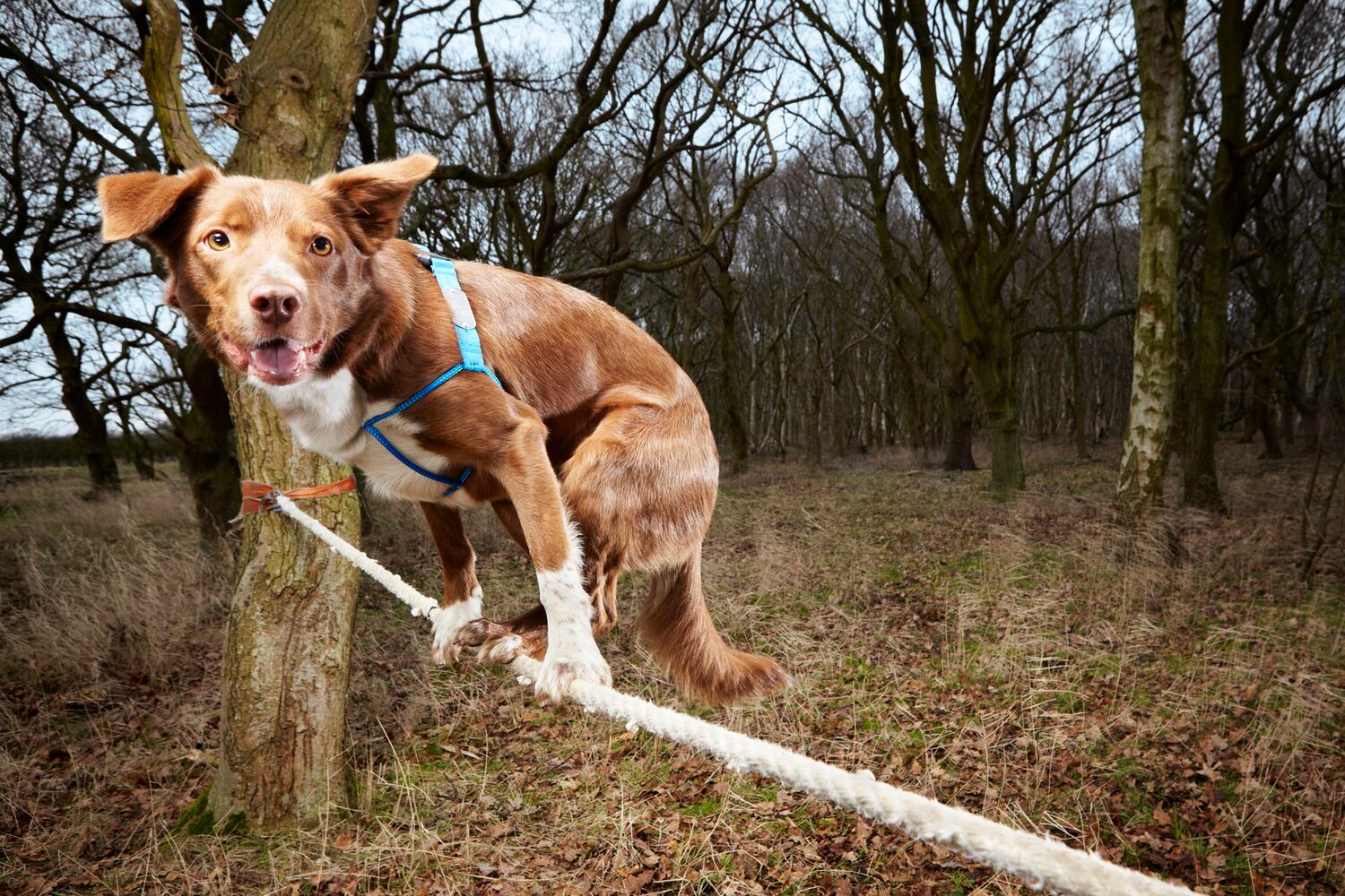 Fastest crossing of a tightrope by a dog