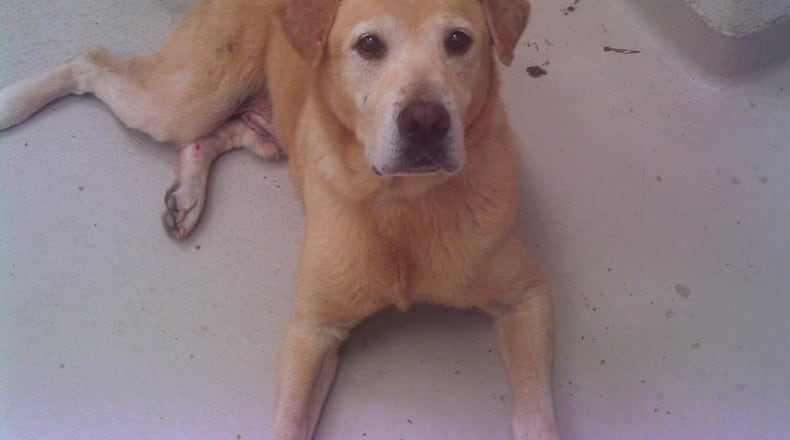 Buddy, the stray dog, that attracted a lot of concern by Cobb County residents who saw him wandering about, is doing well at the county’s shelter awaiting a forever home. HANDOUT