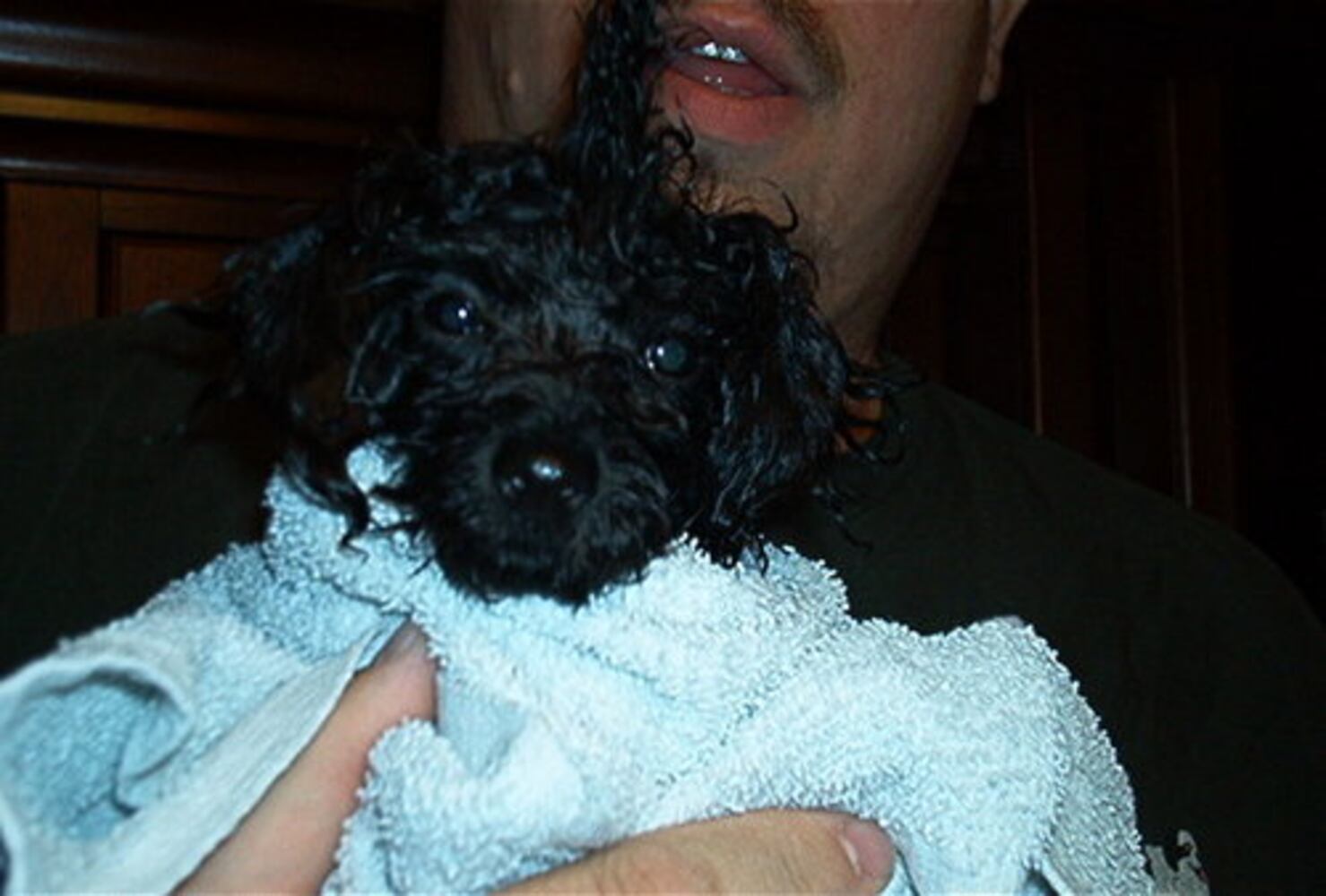 Pampered poodles on parade