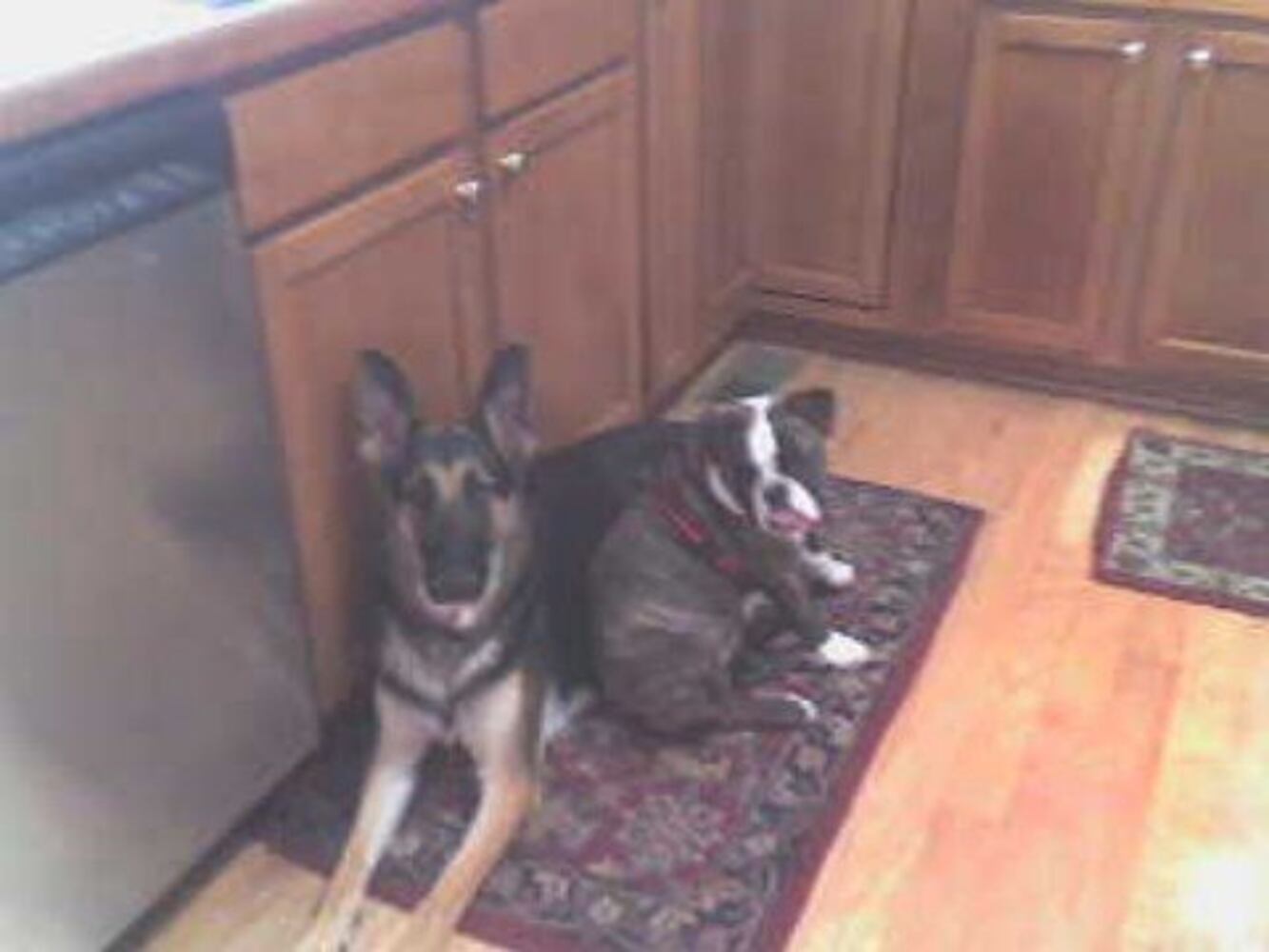 Atlanta's Top Dogs: 3. German Shepherds