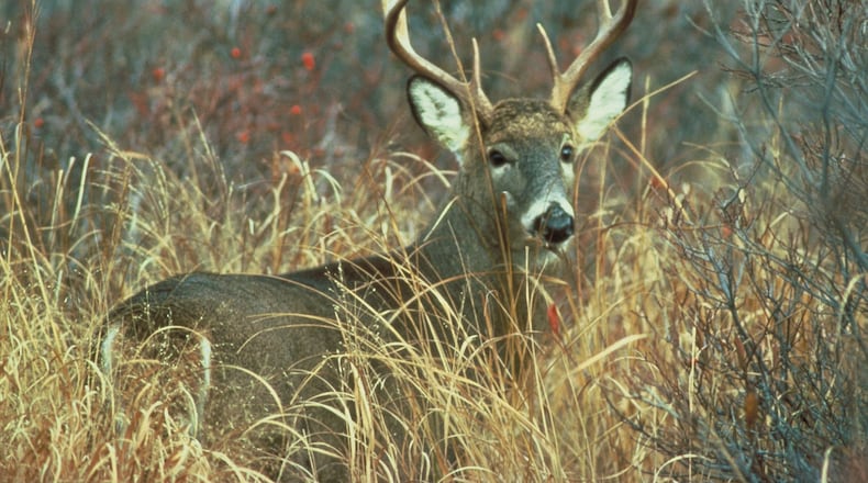 Male white-tailed deer (shown here) are intent now on mating with females, which results in higher numbers of car-deer crashes on highways in October and November. (Courtesy of U.S. Fish and Wildlife Service)