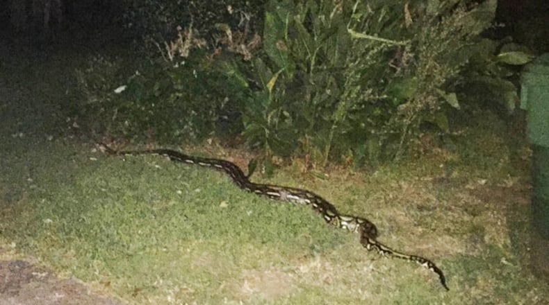 Monty, the python. (Photo by Phil Sanders)