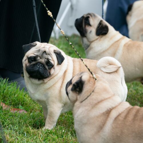 FILE - The pug group is judged outside at the 145th Annual Westminster Kennel Club Dog Show, June 12, 2021, in Tarrytown, N.Y. (AP Photo/John Minchillo, File)