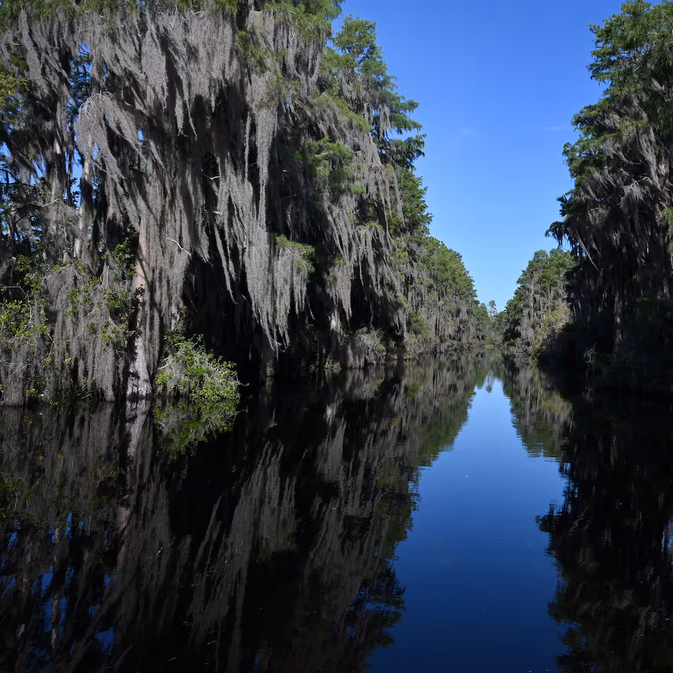 The Okefenokee National Wildlife Refuge became Georgia's first World Heritage site and the first natural site in the U.S. added to the list in more than 30 years. (Hyosub Shin/AJC 2025)