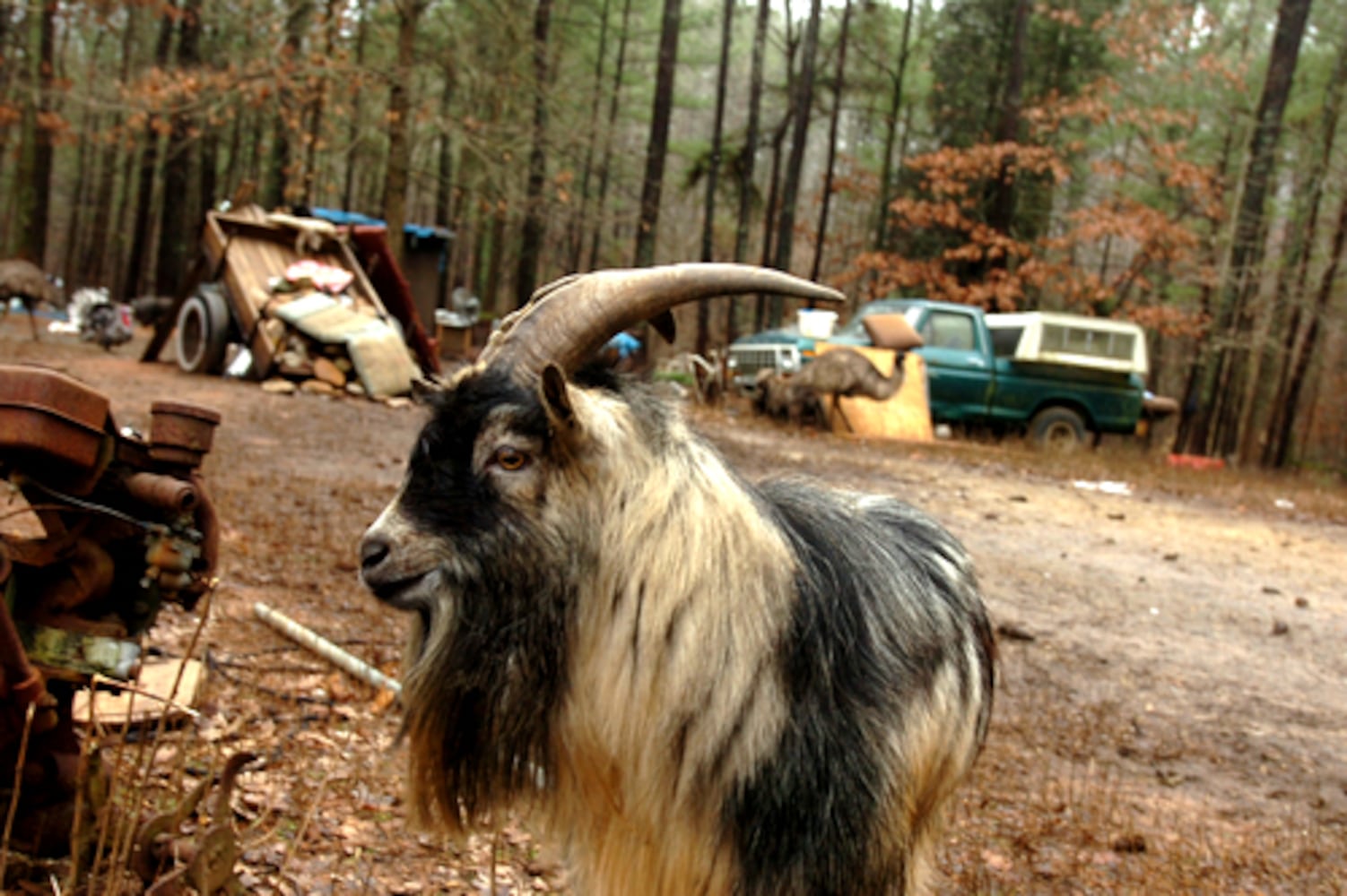 House replaces trailer but peacocks, emus, goats remain