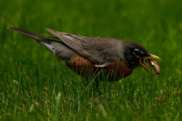 A robin flips a periodical cicada nymph from the grass and into its mouth, Wednesday, May 21, 2025, in Cincinnati. (AP Photo/Carolyn Kaster)