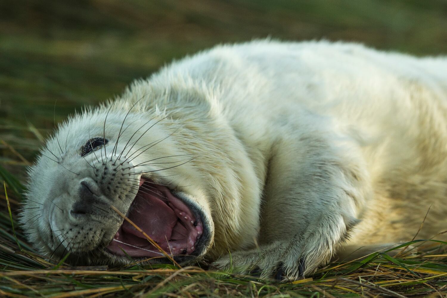 2014 cute animals