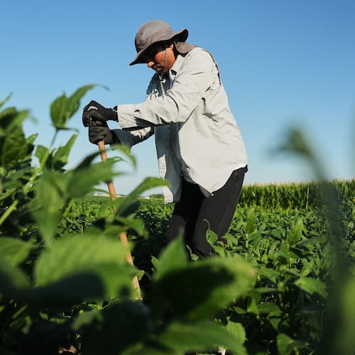Ashish Rajurkar, a research scientist at the Salk Institute, digs out root samples from genetically-engineered soybeans Tuesday, Sept. 1, 2026, at a research field in Urbana, Ill. (AP Photo/Joshua A. Bickel)
