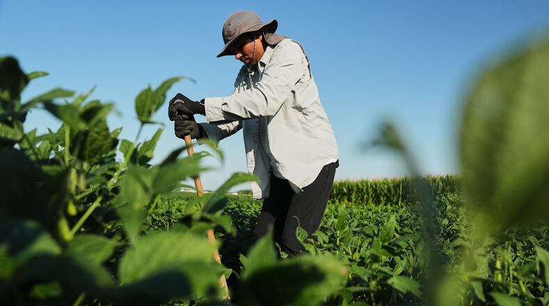 Ashish Rajurkar, a research scientist at the Salk Institute, digs out root samples from genetically-engineered soybeans Tuesday, Sept. 1, 2026, at a research field in Urbana, Ill. (AP Photo/Joshua A. Bickel)