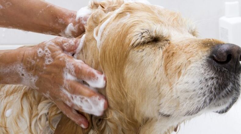 Pet grooming salon in Peachtree Corners can remain at spot near Ingles Shopping Center. Courtesy Passion for Pups