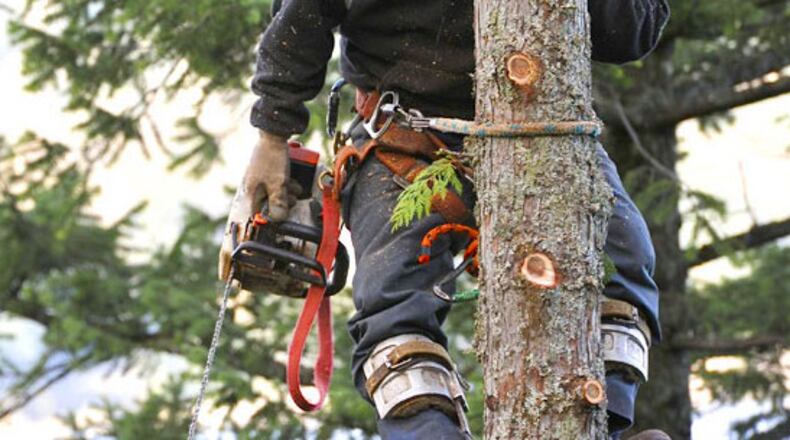 Milton is removing hazardous trees at Providence Park, Legacy Park, Mayfield Park and Milton City Park and Preserve. COURTESY EXCEED TREE CARE