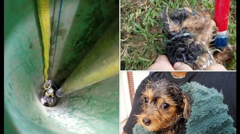 This 8-week-old puppy was saved by DeKalb County workers after falling down a drainage pipe.
