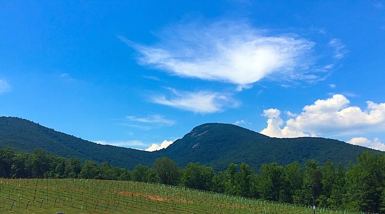 Mt. Yonah presides over Yonah Mountain Vineyards near Cleveland, Georgia. Photo by Cindy Foster.