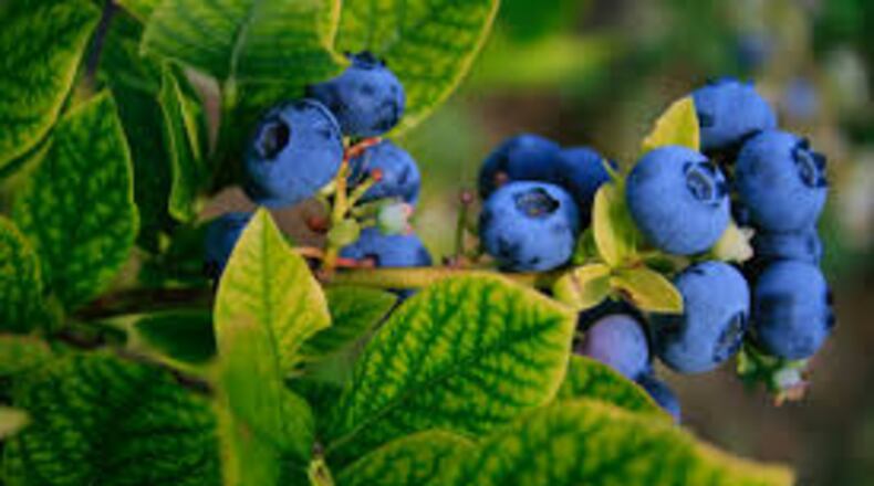 DeKalb Cooperative Extension will accept orders through March 6 for its annual plant sale. CONTRIBUTED