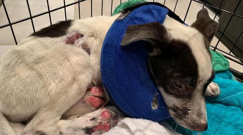 An Atlanta woman is raising money for veterinary bills for a puppy she said was severely abused and then abandoned.