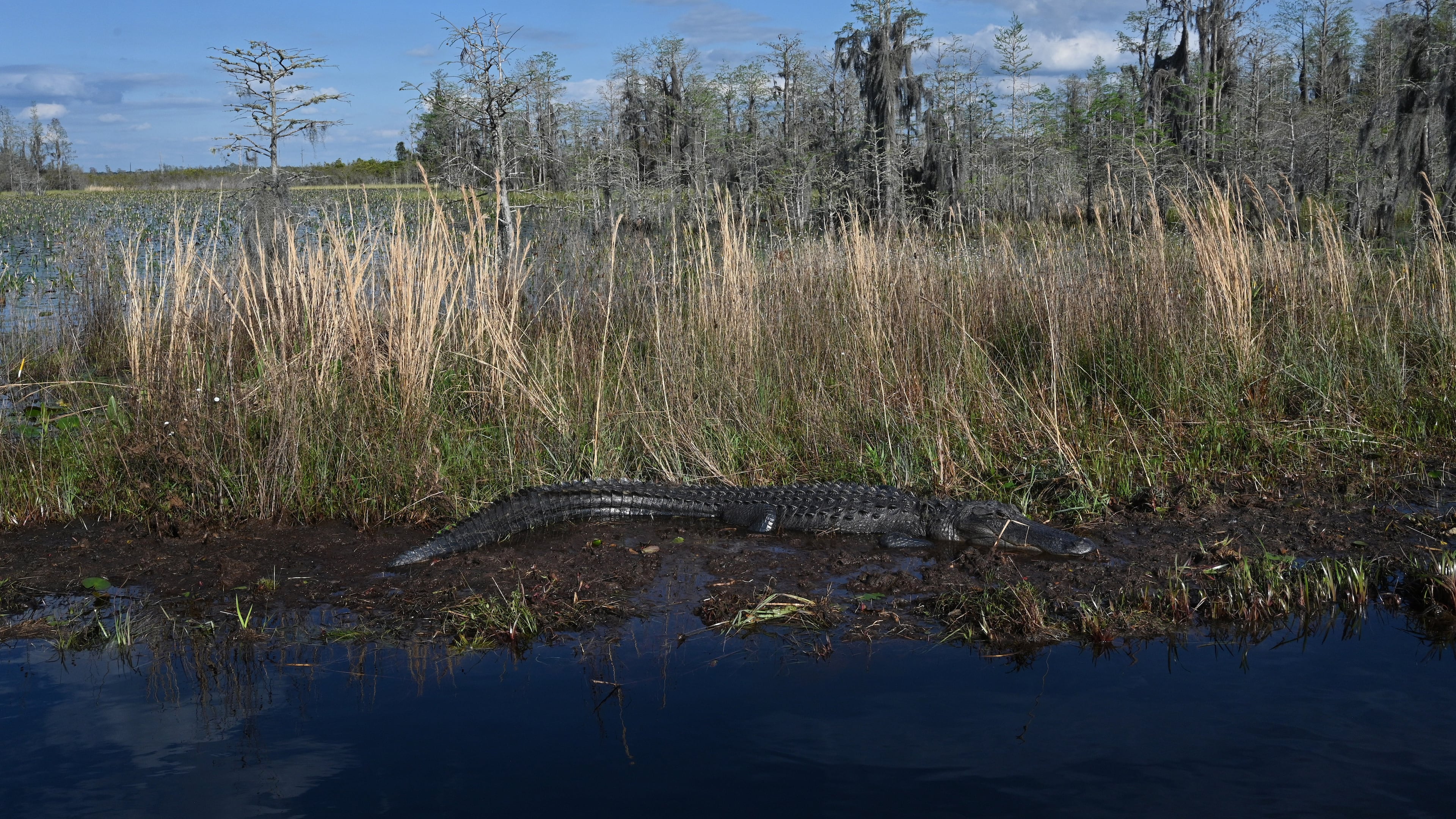An alligator is seen in the Okefenokee Swamp on Mar. 18, 2024. A historic deal protects the swamp from mining. (Hyosub Shin/AJC)
